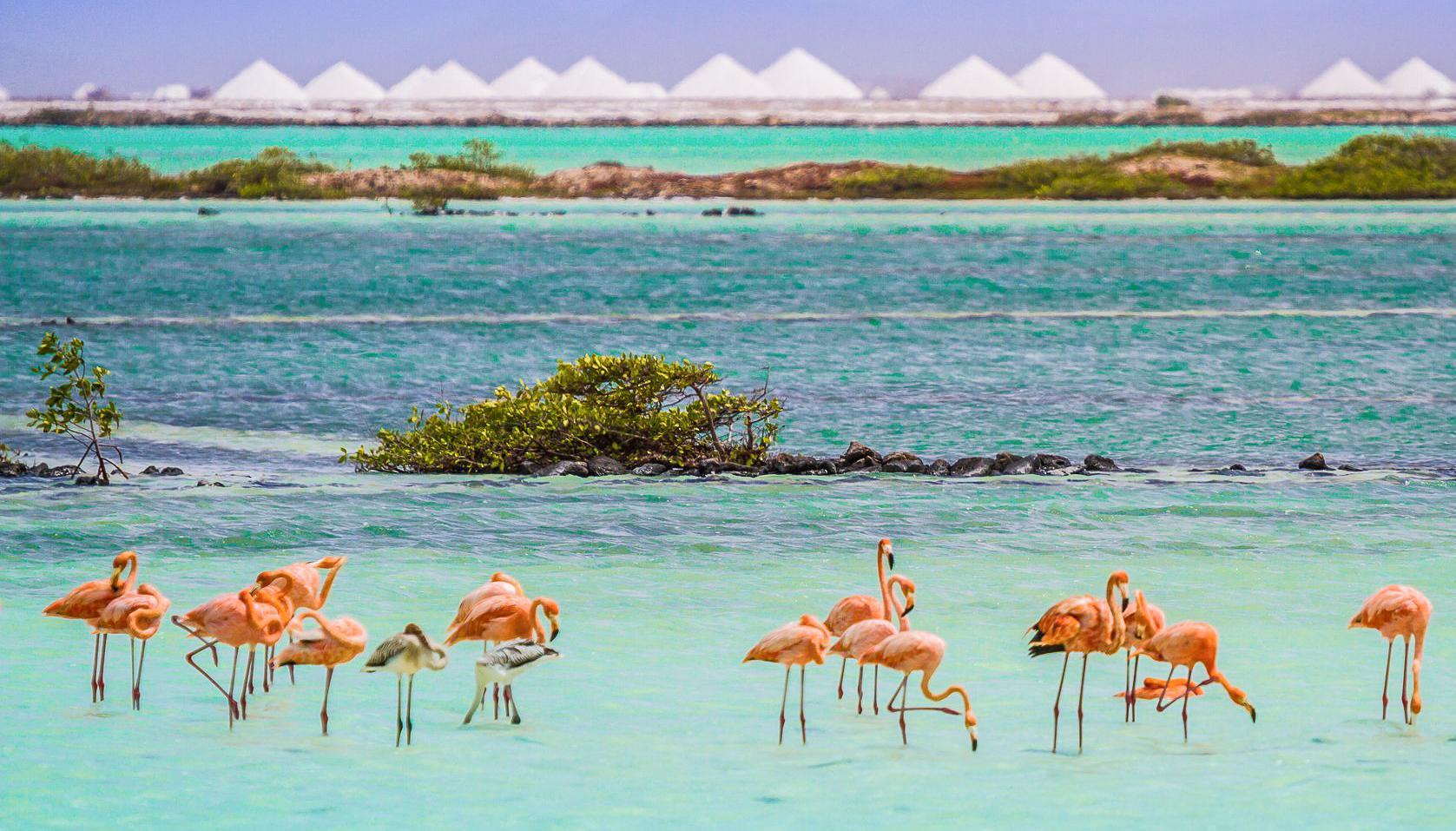 Van Der Valk Plaza Beach & Dive Resort Bonaire كراليندايك المظهر الخارجي الصورة